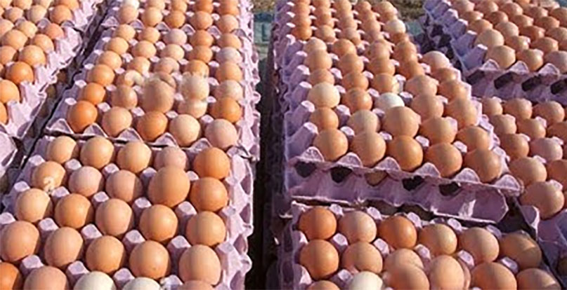 ডিম -egg